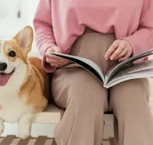 Los corgis son adorables. Foto: Pexels