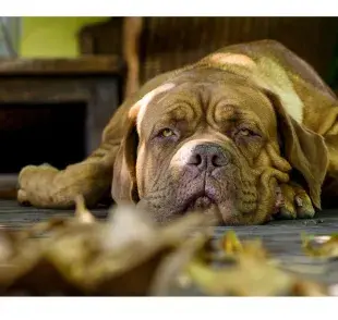 Dogo de Burdeos acostado en el suelo. Foto: Pexels/Marcelo Gonzalez
