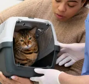 Cómo cuidar a tu gato después de esterilizarlo