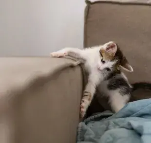 Cómo hacer que tu gato deje de arañar el sillón