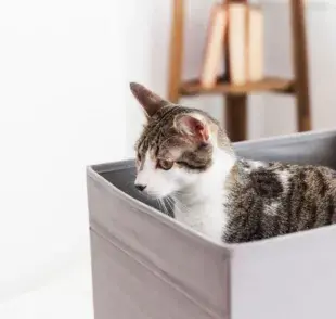 Los gatos aman las cajas y te decimos porqué