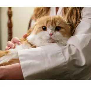 Gato naranja con blanco. Foto: Pexels/cottonbro studio