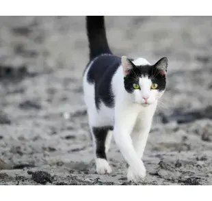 Gato blanco con negro caminando. Foto: Pexels/Patrick Schulze