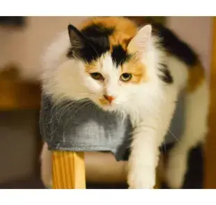 Los gatos cálico son mutaciones genéticas. Foto: Pexels/Cats Coming