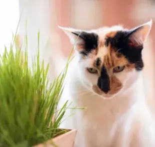 Gato enojado viendo una planta. Foto: Envato/ krisprahl