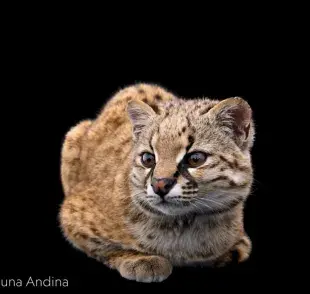 Gato huiña. Foto: YouTube/National Geographic