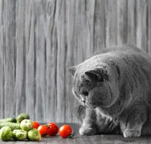 Gato oliendo verduras. Foto: Envato/nmarnaya