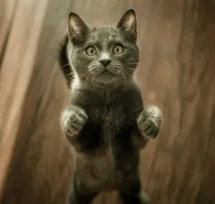 Gato gris con cara de sorprendido. Foto: Pexels/Marko Blazevic