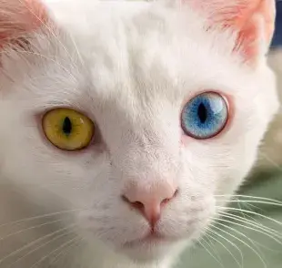Gatos con diferente color de ojos
