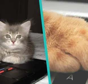 ¿Tu gato también se sube al teclado de la computadora? Esta es la razón