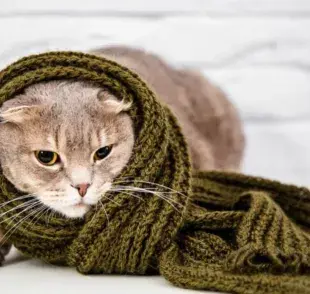¿Los gatos pueden tener un resfriado?