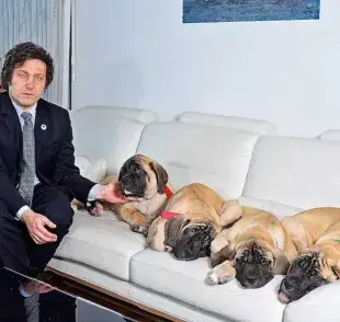 Javier Milei mostrando a sus cuatro perros Mastín Inglés. Foto: Instagram/Gentileza