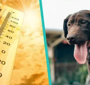 Parásitos por ola de calor, protege a tu perro