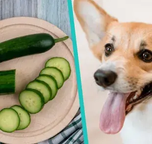 El pepino es la mejor verdura que le puedes ofrecer a tu perro, según los expertos