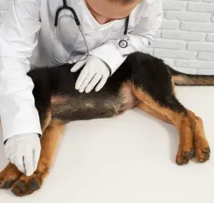 Cómo saber si tu perro fue envenenado; estos son los síntomas