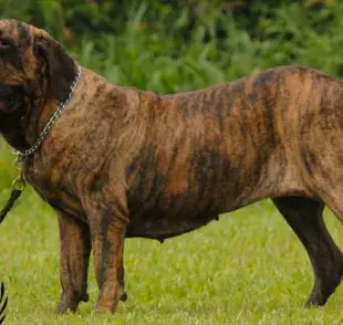 Perro Fila Brasileiro: El guardían que muchos sueñan por tener