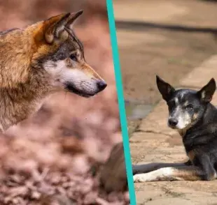 Diferencia entre lobo y perro, ¡No te confundas!