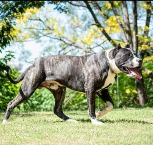 Características del perro Pampa