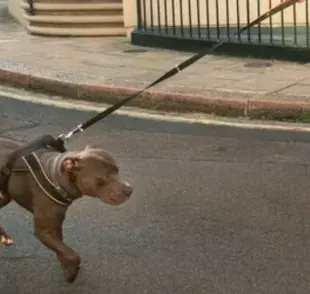 ¿Tu perro tiene miedo de pasear en la calle? Aplica estos trucos para facilitar el proceso 