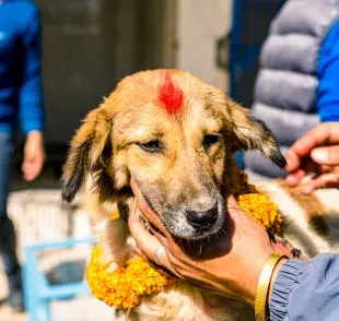 Perro siendo celebrado en la tradición del Kukur Tihar para honrar su lealtad. Foto: Envato/travellersnep