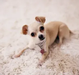 Perro de raza Chihuahua acostado mirando a la cámara. Foto: Pexels/ wkn