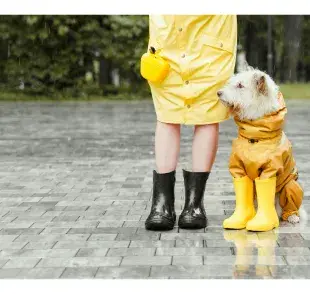 Perro con impermeable amarillo. Foto:Pexels/Yaroslav Shuraev