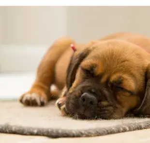 Perro durmiendo sobre un tapete. Foto: Pexels/Torsten Dettlaff
