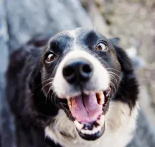 Perro feliz. Foto: Pexels/Kat Smith