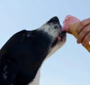 Perro comiendo helado. Foto: Pexels/Mikkel Bendix 