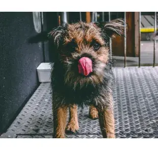Perro con la lengua de fuera. Foto: Pexels/ Darcy Lawrey