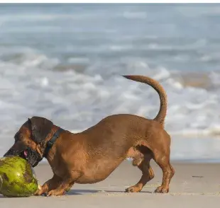 Perro salchicha en la playa. Foto: Pexels/Bruno Ticianelli