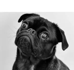 Perro pug en blanco y negro. Foto: Pexels/Charles