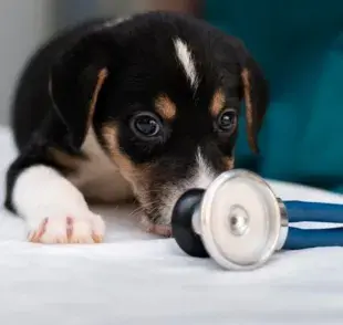 Antihistamínico para perros, ¿ellos también tienen alergias?