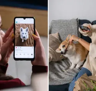 Los perros más seguidos de Instagram. Foto: Pexels
