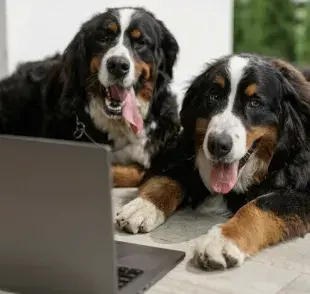 Perros viendo la computadora. Foto: Pexels/Alena Darmel