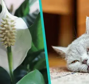 Esta es la planta más popular, pero peligrosa para los gatos