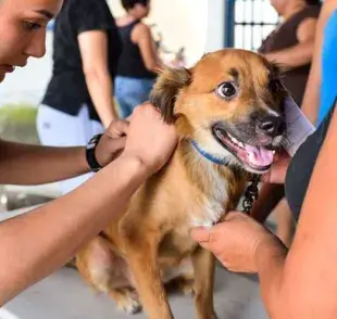 Autorizan en Argentina una vacuna genéticamente modificada para prevenir el moquillo y el parvovirus en mascotas