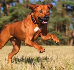  A esta raza de perro se le conoce como el cazador de leones