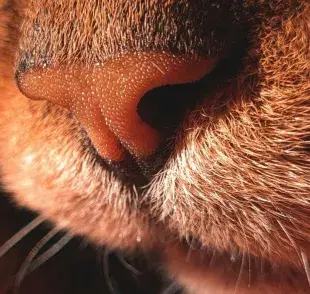 ¡Explora más sobre la huella de gato de nuestros amigos peludos!