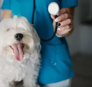 ¿Cada cuánto se debe llevar a tu perro al veterinario?