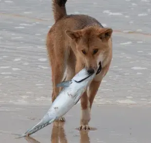 ¿Los perros pueden comer pescado?