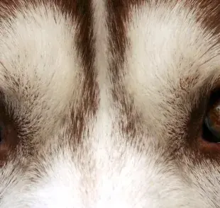 ¿Por qué los ojos de Husky pueden cambiar de color? Descubre las curiosidades.