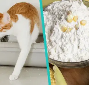 Arena de maíz para gatos ¿Puedes hacerla tu mismo?