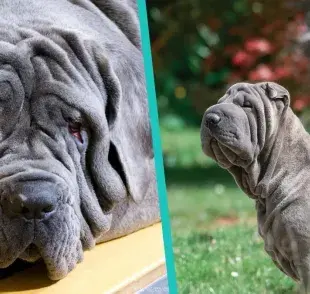 Descubre las razas de perros con pliegues más icónicas: Mastin Napolitano y Shar Pei