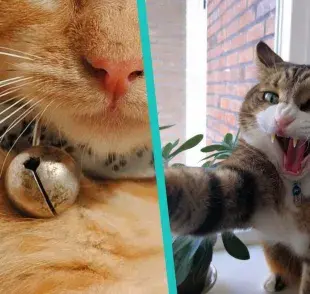 Cómo el cascabel para gatos afecta a tu mascota
