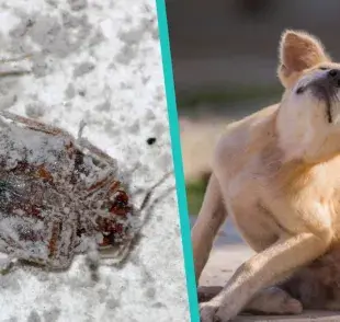 Cómo hacer 3 antipulgas caseros para perro