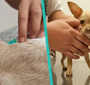 Cada cuánto se vacuna de rabia a un perro adulto