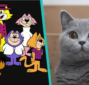 Estas son las probables razas de gatos de "Don gato y su pandilla"