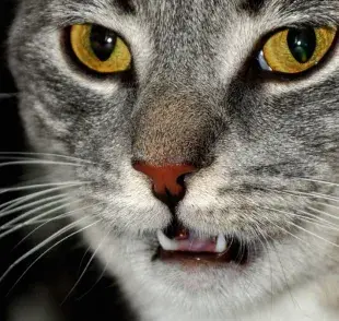 Descubre por qué los gatos abren la boca cuando huelen algo. El misterioso 'Flehmen response' revelado