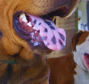 Qué significa el color de la lengua de tu perro